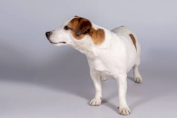 Cane Jack Russell Terrier, Studio, interno . — Foto Stock