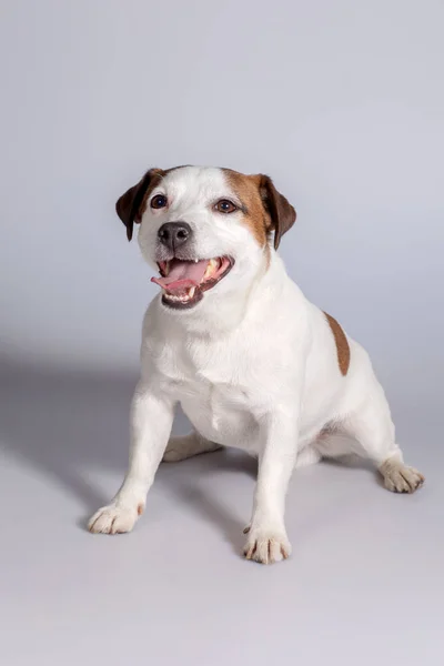 Cane Jack Russell Terrier, Studio, interno . — Foto Stock