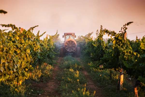 Traktor bespruta vingård med svampmedel — Stockfoto