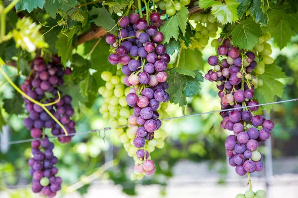 Grandes cachos de uvas de vinho tinto pendurados em uma velha vinha em luz quente da tarde . — Fotografia de Stock