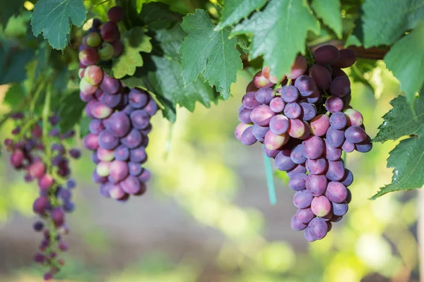 Grandes cachos de uvas de vinho tinto pendurados em uma velha vinha em luz quente da tarde . — Fotografia de Stock