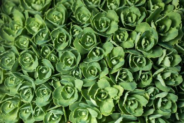 Kenarlarında ölüm yaprakları olan sulu bir echeveria. Echeveria, Orta Amerika, Meksika ve Güney Amerika 'nın yarı çöl bölgelerinde yetişen büyük bir bitki cinsidir. Kuraklığa dayanıklı