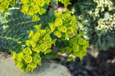 Myrtle Euphorbia 'nın yeşil çiçekleri 
