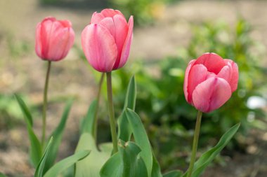 Bahar çiçekleri açan laleler gün ışığında