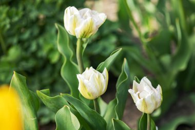 Güneş ışığındaki güzel beyaz laleler