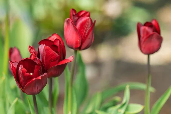 Fleur de tulipes rouges fleurissant au jardin de printemps . — Photo