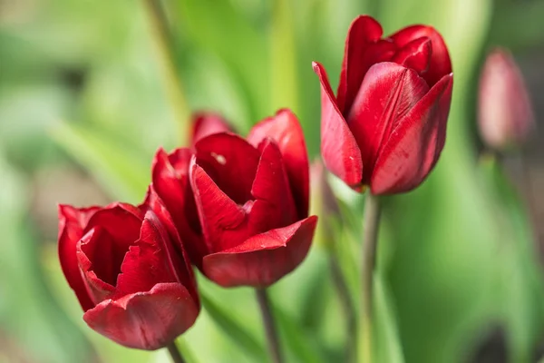 Fleur de tulipes rouges fleurissant au jardin de printemps . — Photo