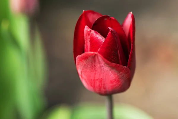 Fleur de tulipes rouges fleurissant au jardin de printemps . — Photo