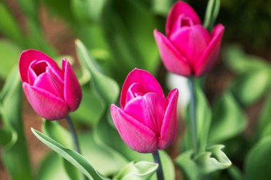 Bahar çiçekleri açan laleler gün ışığında