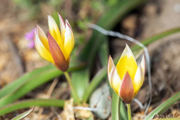 Kwitnące wiosenne kwiaty tulipany w słońcu — Zdjęcie stockowe