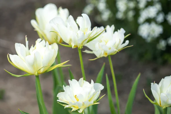 Tulipas brancas bonitas na luz solar — Fotografia de Stock