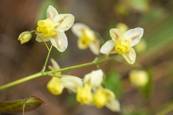 Flor de Epimedium en el jardín — Foto de Stock