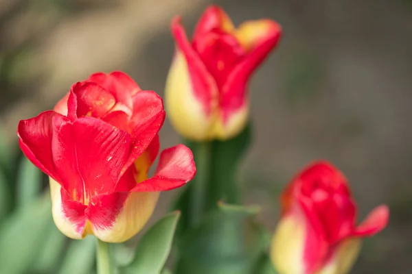 Flores de primavera florescendo tulipas à luz do sol — Fotografia de Stock