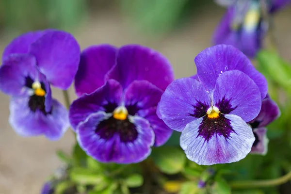 Violas or Pansies Closeup in a Garden — Stock Photo, Image