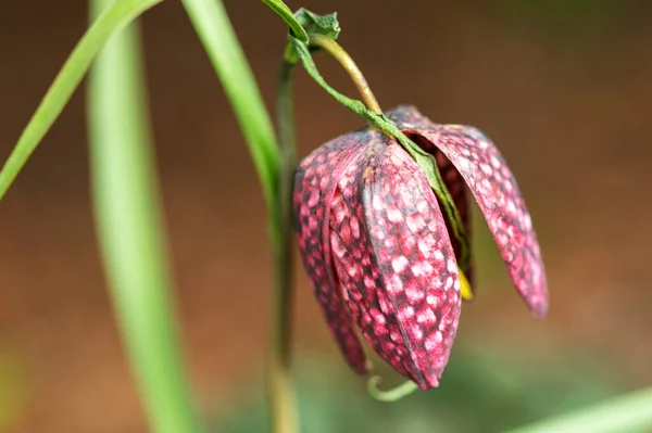 Giglio a scacchi, Fritillaria michailovskyi meleagris primo piano — Foto Stock