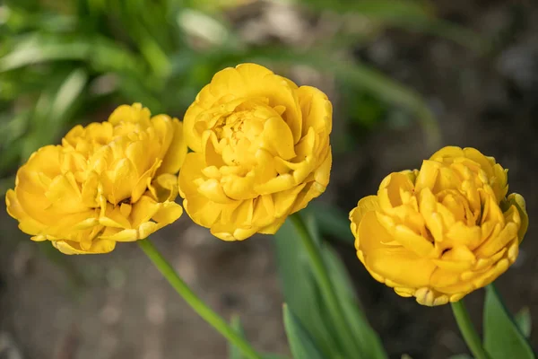 Flor de peônia amarela Itoh híbrido Bartzella — Fotografia de Stock