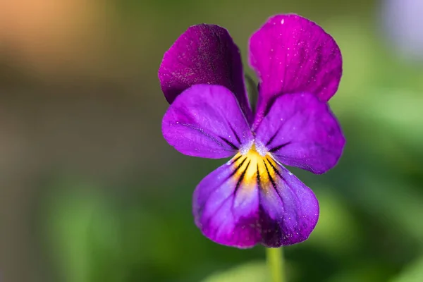 Violen of viooltjes Close-up in een tuin — Stockfoto