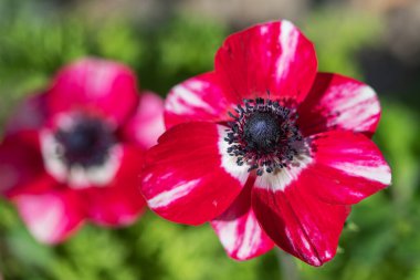 Güzel çiçekli mor şakayık çiçekleri, seçici odak