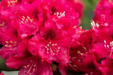 Rhododendron pembe çiçeği parkta taze çiçek açıyor. Pembe Rhododendron çiçeği. Rododendron çiçeği desenli..