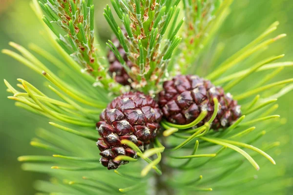 Groene dennenboom en dennenappels — Stockfoto