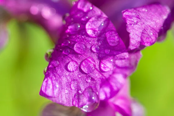 Flores azul-violeta de íris selvagem, coberto com gotas de chuva de verão, em um fundo verde de gramíneas de prado — Fotografia de Stock