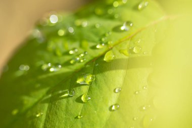 Ayrıl ve su damlası detay