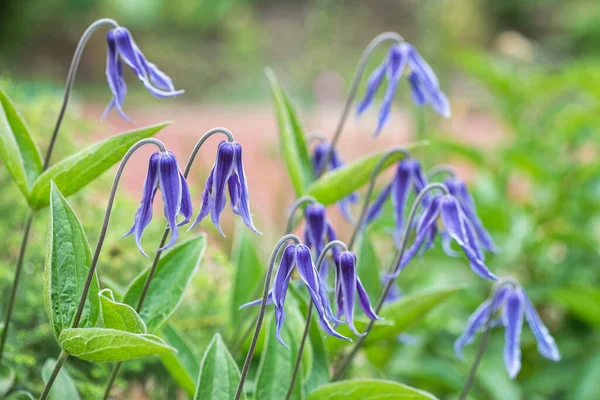 Hermosas flores azules "Clematis integrifolia" con follaje verde — Foto de Stock