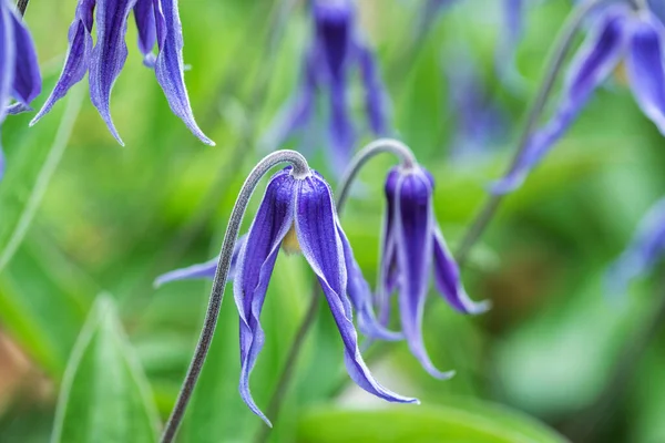 Piękny niebieski "Clematis integrifolia" kwiaty z zielonymi liśćmi — Zdjęcie stockowe