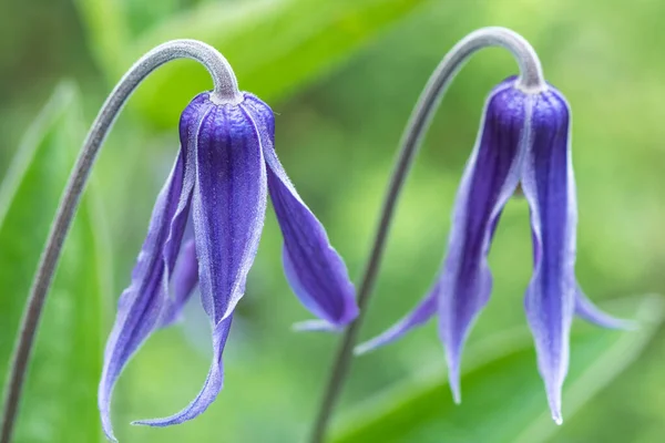 Krásné modré květy "Clematis integrifolia" se zeleným listím — Stock fotografie