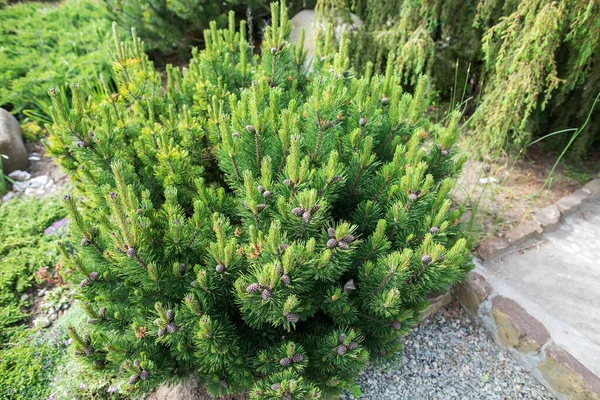 Green pine tree and pine cones — Stock Photo, Image