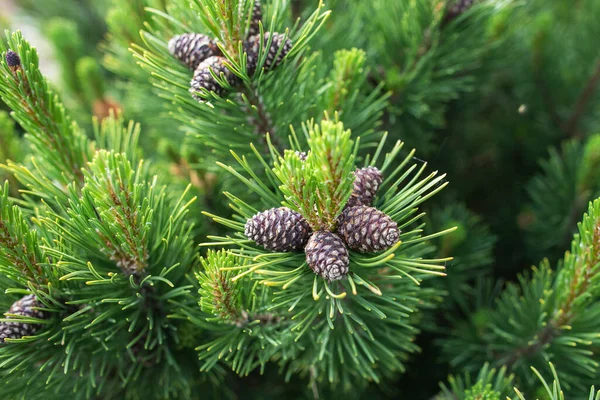 Green pine tree and pine cones — Stock Photo, Image