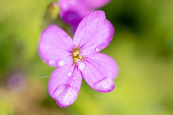 "Purple Aubrieta" flowers or Aubretia flowers Aubrieta Deltoidea . Aubrietas are flowering plants originate from southern of Europe to central Asia. See my other flowers — Stock Photo, Image