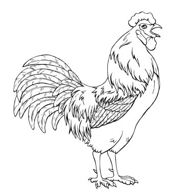 Ötme horoz siyah kontur beyaz