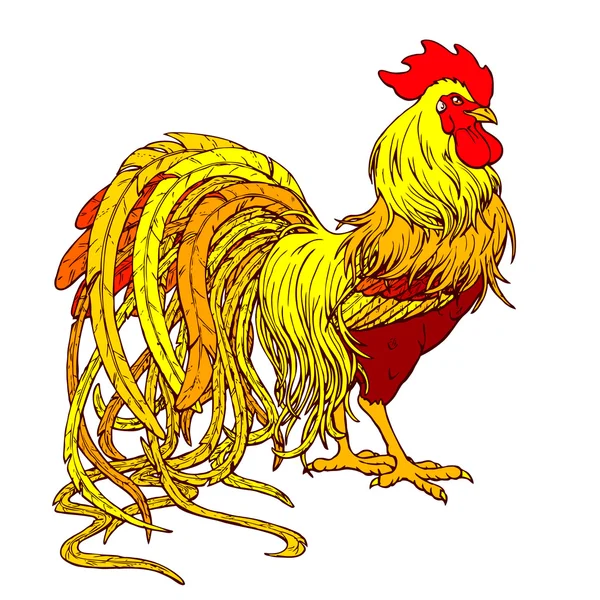 Beau coq rouge orange sur blanc — Image vectorielle