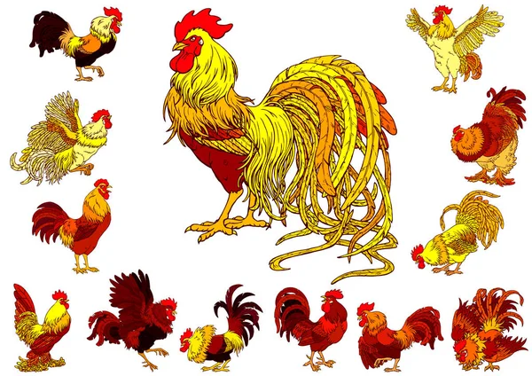 Beyaz sarı kırmızı horozlar ayarla