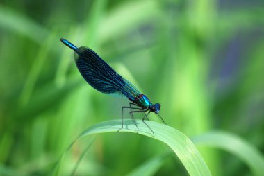 Yusufçuk Calopteryx çiçeği, mavi erkek