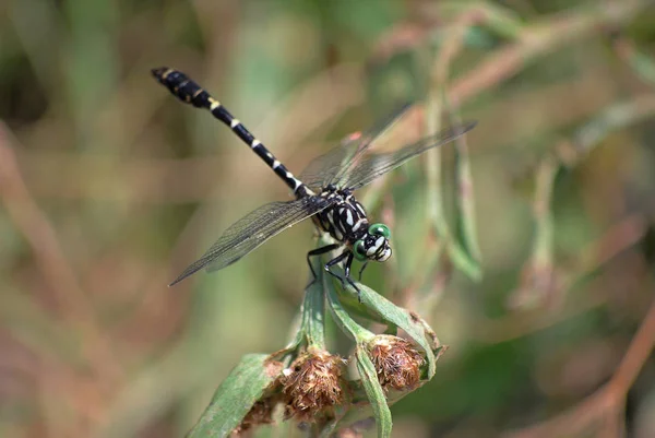 Profil de Dragonfly Onychogomphus forcipatus — Photo