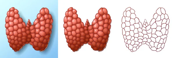 Sağlıklı tiroid bezi rengi ve kontur