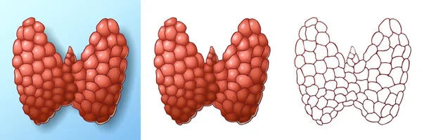 Здоровый цвет щитовидной железы и контур Лицензионные Стоковые Векторы