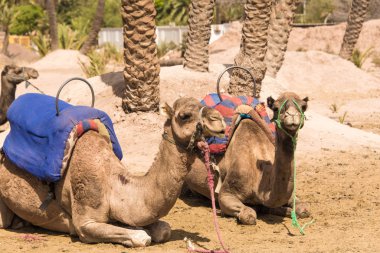 Çöl Deve Gemisi, Marakeş, Fas, Kuzey Afrika