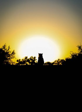 Golden Sunset, çatıda bir kedi siyah bir silüeti