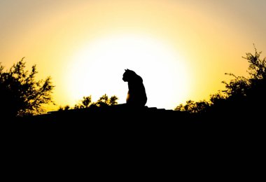 Golden Sunset, çatıda bir kedi siyah bir silüeti