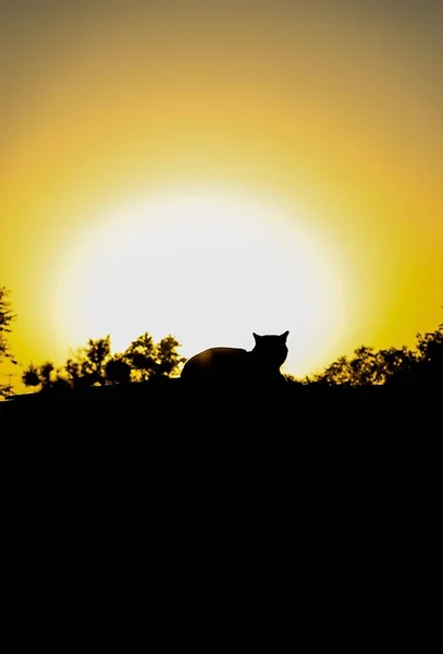 Uma silhueta preta de um gato no telhado no pôr-do-sol dourado — Fotografia de Stock