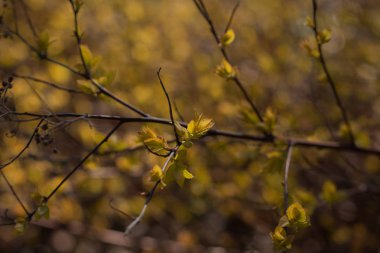 Bahar tomurcukları. Nisan. Parkta ağaçlar ve çimenler var. Açık. Kartlar veya arka planlar.