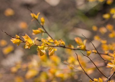 Bahar tomurcukları. Nisan. Parkta ağaçlar ve çimenler var. Açık. Kartlar veya arka planlar.