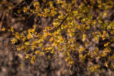 Bahar tomurcukları. Nisan. Parkta ağaçlar ve çimenler var. Açık. Kartlar veya arka planlar.