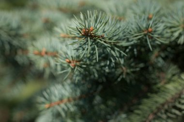 Bahar tomurcukları. Nisan. Parkta ağaçlar ve çimenler var. Açık. Kartlar veya arka planlar.