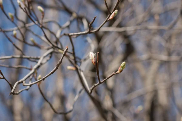 Botões de primavera. Abril. Árvores e relva no parque. Ao ar livre. Cartões ou fundos . — Fotografia de Stock