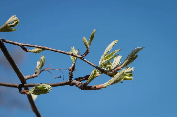 Fjäder knoppar. April. Träd och gräs i parken. Utomhus. Kort eller bakgrunder. — Stockfoto