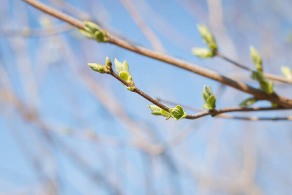 Весенние почки. Эйприл. Деревья и трава в парке. На улице. Карты или фоны
.